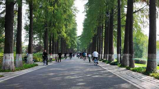 林间道路上人们骑行漫步的悠闲场景