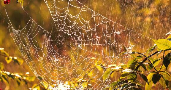 日落时雨中的蜘蛛网