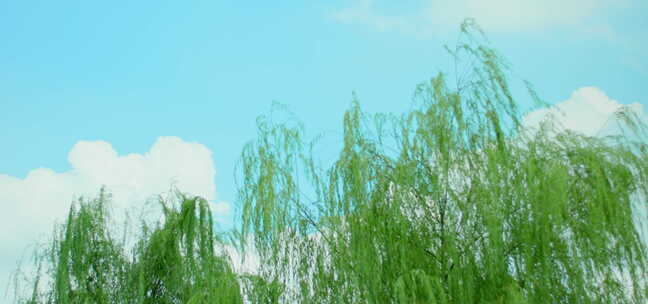 夏日 阳光 蓝天白云 垂柳 柳树