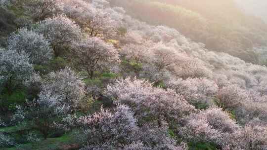 航拍福州永泰青梅花（葛岭万石村）33