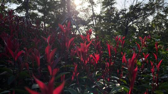 夕阳下的逆光下随风摇曳的花草和树叶