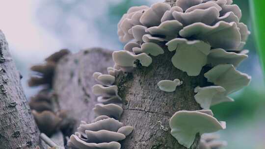 枯树干树蘑菇