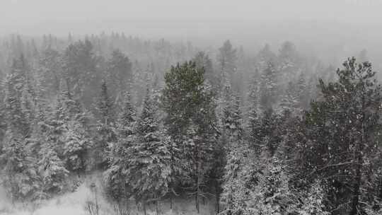 大雪中的森林下雪松林