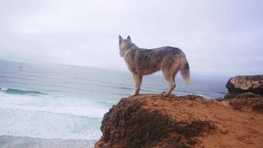 狗，海洋，悬崖，海浪