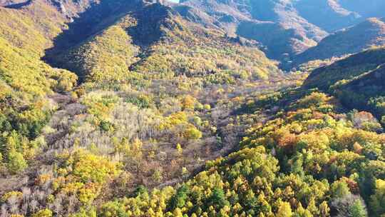 【合集】航拍秋天森林秋景  秋天风景