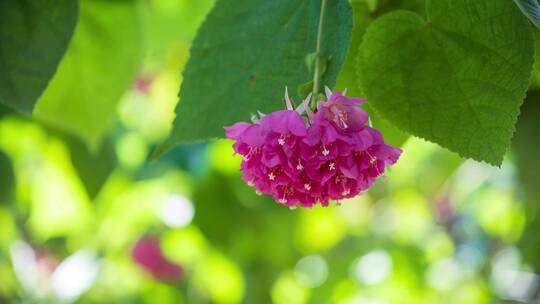 非洲芙蓉花