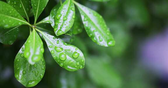 春雨雨水雨滴水珠绿叶随风摇曳清新唯美