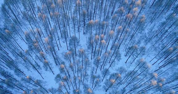 航拍大兴安岭雪原松林雾凇夕照