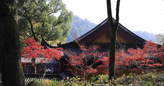 杭州永福寺红枫秋景