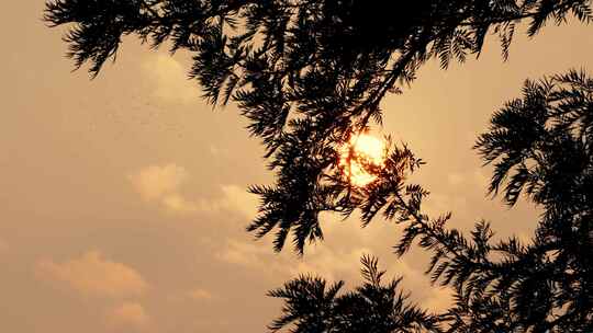 黄昏夕阳树影