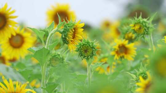 田野中盛开的向日葵