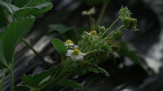 草莓 温室大棚 草莓苗 草莓秧