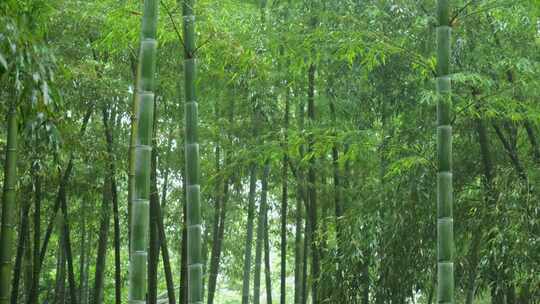 下雨天茂密的竹林枝叶繁茂生机勃勃的景象