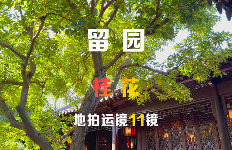 苏州留园桂花拍摄11镜组合