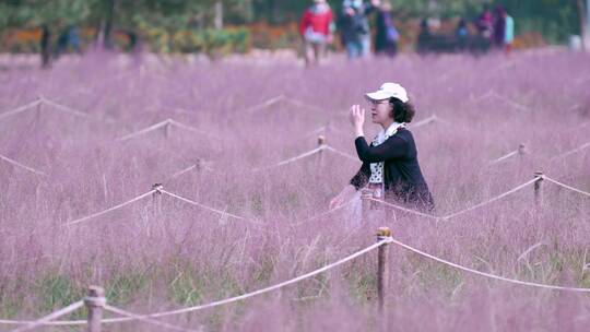 4K实拍在粉黛子花丛中拍照的中老年人女性