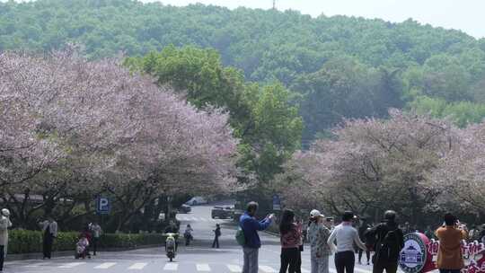 武汉大学樱花树