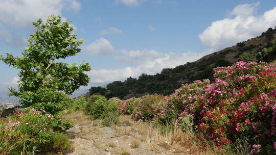 山丘鲜花景观