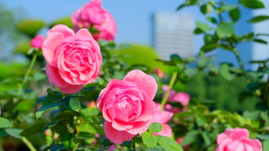 玫瑰花 月季花 鲜花 花朵 露水 花园