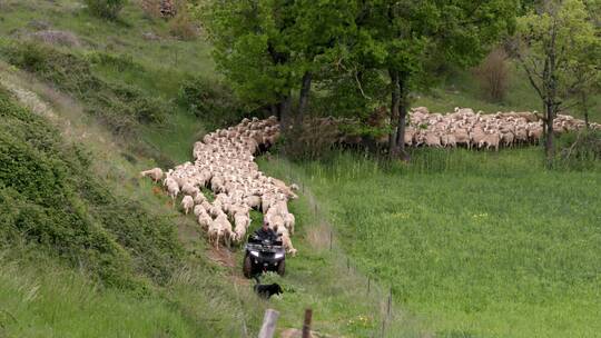 法国米约罗克福奶酪厂人员于附近放羊画面