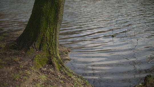 湖边长满苔藓的绿色原木树干特写