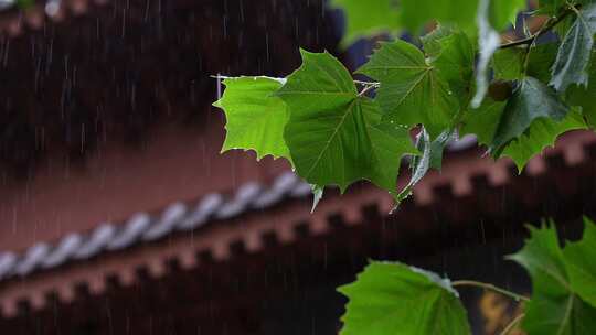 雨天屋檐下雨雨水惊蛰禅意古风清明大暑