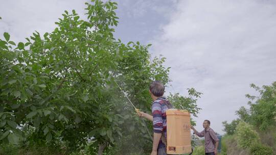 果园喷洒农药防虫害核桃果树视频素材模板下载