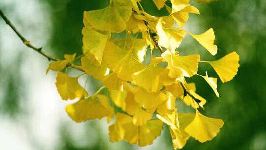 秋天金黄色银杏叶