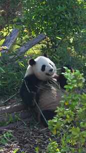 可爱大熊猫吃竹叶