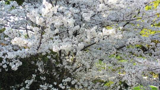 无锡金匮公园樱花航拍立体环绕视角