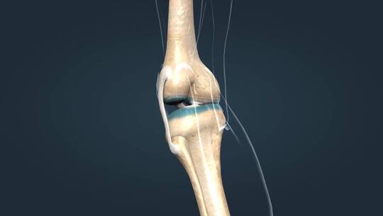 膝关节关节囊韧带骨连接视频素材模板下载