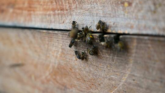 辛勤劳动的蜜蜂采蜜进出蜂箱