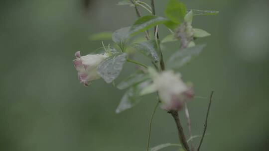 雨后唯美风铃花LOG素材