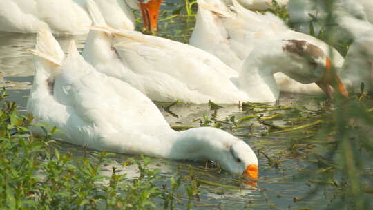 农村散养大白鹅池塘吃水草
