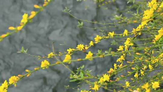 初春迎春花小黄花盛开合集视频素材模板下载