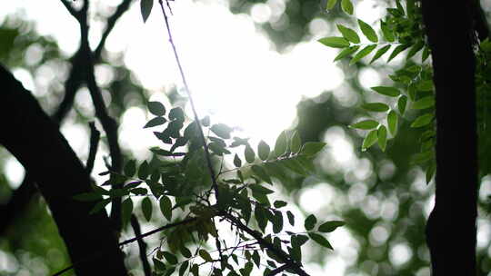 阳光森林树叶夏日自然大自然树林夏天