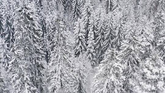 寒冷冬季森林大雪唯美景色航拍