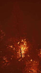 森林中的野火烧毁了地面