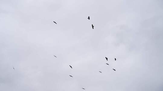 天空中盘旋的鸟群