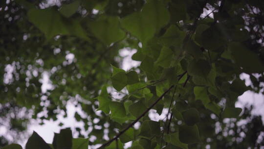 植物森林治愈雨水唯美意境清新自然