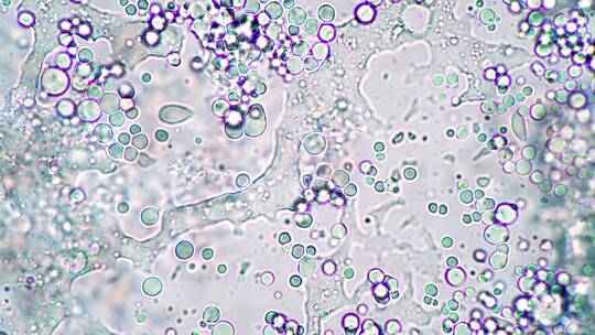 显微镜生物科技观察细胞视频 (11)