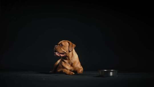 Dogue De Bordeaux，狗，