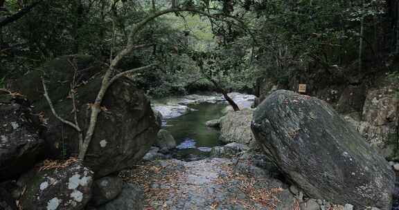 阳光溪流山涧密林原始生态风光