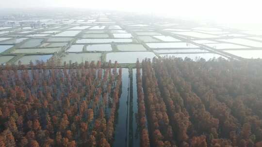 湖北涨渡湖秋天湿地树木大全景航拍