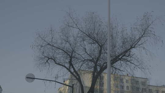 黑龙江牡丹江市冬天路边光秃秃的树