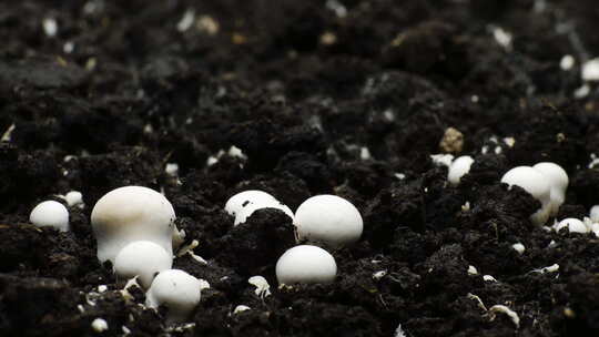 香菇的成长过程