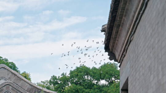 胡同鸽子 老北京文化 鸽子飞翔视频素材模板下载
