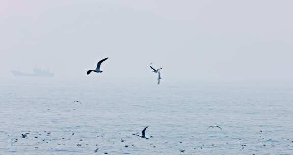 大海海面飞翔的海鸥