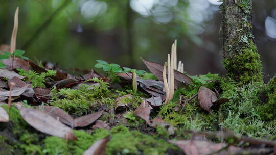 森林中不知名的菌子
