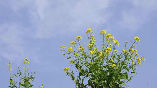 春天田野里盛开的油菜花自然风景背景农业