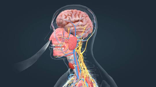 医学3D人体大脑神经三维动画特效素材